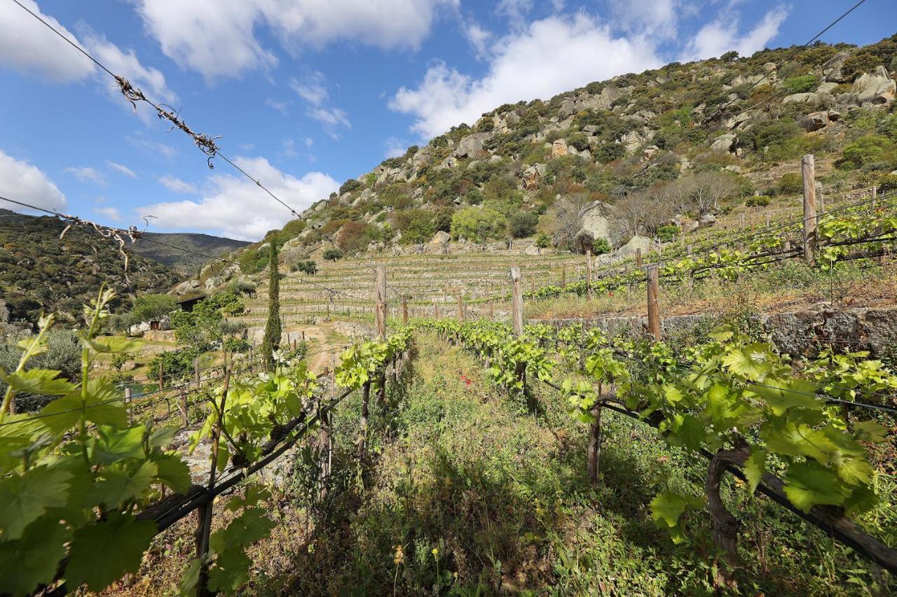Quinta Da Ferradosa Wines Guest House Sao Joao da Pesqueira Ngoại thất bức ảnh