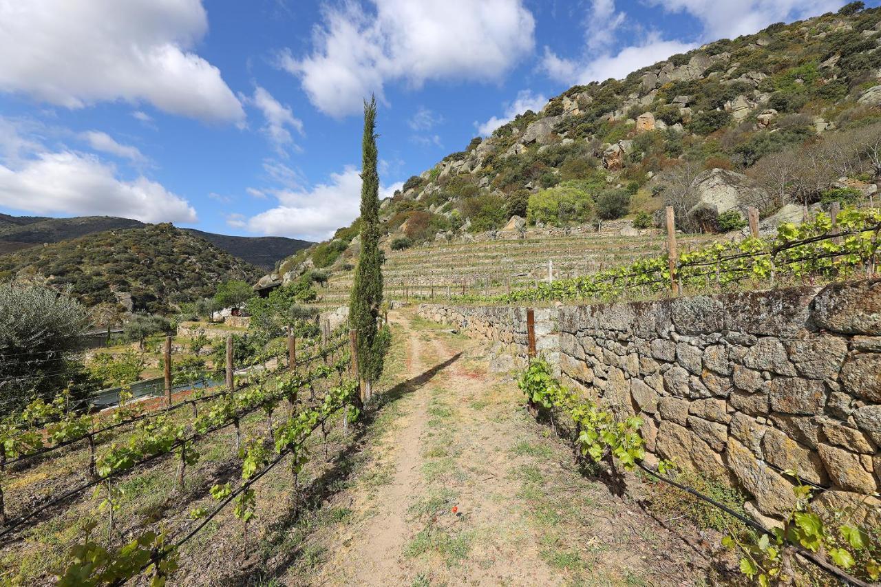Quinta Da Ferradosa Wines Guest House Sao Joao da Pesqueira Ngoại thất bức ảnh